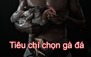 tieu-chi-chon-ga-da-hay