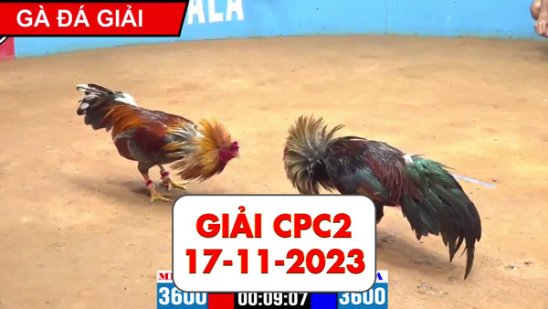 giải-đá-gà-17-11-2023-cpc2